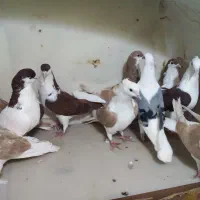 ۱۰تا رنگی پشدار