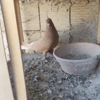 سه تا کفتر درجه یک|پرنده|شیراز, تندگویان|دیوار