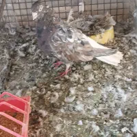 کفتر دم سفید