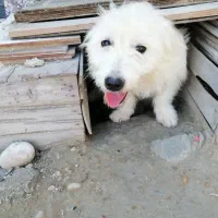 سگ.|سگ|برازجان, |دیوار