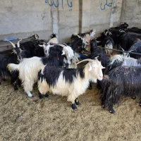 بز  شهرکردی مخصوص پروار