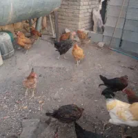 سلام مرغ سیاه تخمی|حیوانات مزرعه|سبزوار, قصبه غربی|دیوار