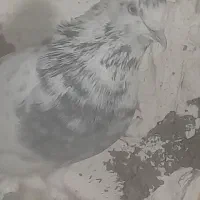 کفتر گرگی و ..|پرنده|چهارباغ, |دیوار