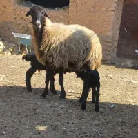 میش سه قلوزا|حیوانات مزرعه|شراء, |دیوار