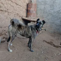 سگ ماده دهن پاک