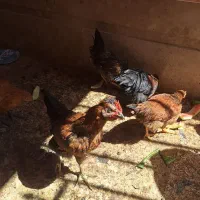 فروش ۵ عدد جوجه مرغ وخروس ۶ ماهه