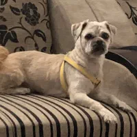 واگذاری سگ شیتزو