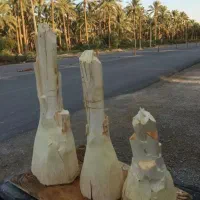 پنیر نخل پنیرک نخل جمار مغز درخت خرما گرده نخل