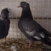 کبوتر کفتر جوجه کله سبز