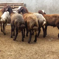 گوسفند نربره