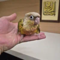 گرینچیک اناناسی