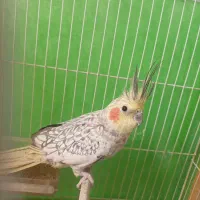 یک جفت عروس هلندی نر ماده