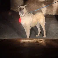 سگ سراب
