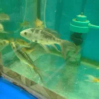 آکواریوم مولوی