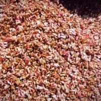 ناردونه ترش و بسیار خوشمزه|عمدهفروشی|دهدشت, |دیوار