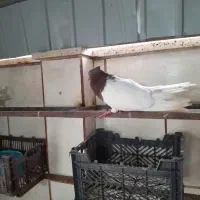 کله ای سرخ دمسفید|پرنده|قم, شهرک مهدیه (مدرس)|دیوار