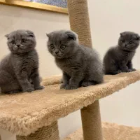 گربه های اسکاتیش خانگی رنگ بلو