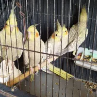 عروس هلندی و فنج کینگ