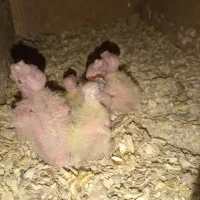 عروس هلندی.وتخم..توضیحات|پرنده|سبزوار, جوادیه شرقی|دیوار