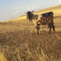 بز جوان