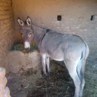 الاغ گله ای