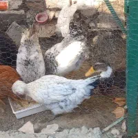 5جوجه مرغ محلی سالم