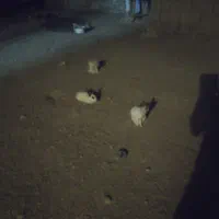 خرگوش خانگی