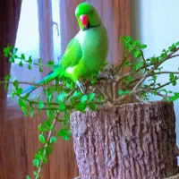 گمشده ملنگو