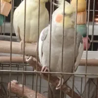 یه جفت عروس هلندی سخنگو با قفس و لونه