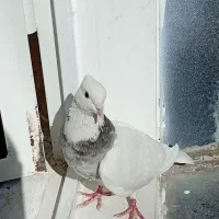 کبوتر طوقی خیلی خوشگل نر|پرنده|سقز, |دیوار