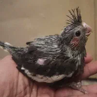 فروش جوجه عروس هلندی