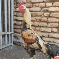 جوجه خروس و مرغ لاری|حیوانات مزرعه|گرگان, |دیوار