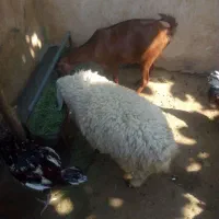 کهره و بره|حیوانات مزرعه|بندرعباس, |دیوار