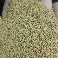 بذر یونجه