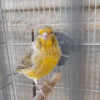 قناری بخان سرمایی مثل سهره