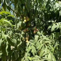 سرمایه گذاری ۳۳۰متری شهرکی  سهیلیه|فروش زمین و ملک کلنگی|محمدشهر, زیبادشت|دیوار