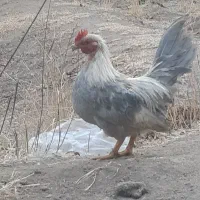 خروس چاپنیز کف خواب|حیوانات مزرعه|تویسرکان, |دیوار