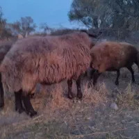 قوچ همو|حیوانات مزرعه|مشهد, شهرک ابوذر|دیوار