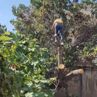 خرید انواع چوب و درخت در باغ وحیاط شما|خدمات باغبانی و درختکاری|ارومیه, |دیوار