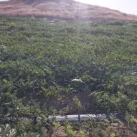 هندوانه استاراخان آماده