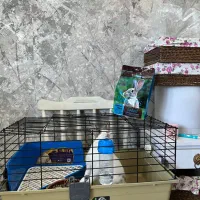 خرگوش با لوازم