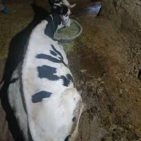 نوبر دست شکسته