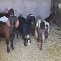 5راس بز شیرا دورگ پاکستانی درج یک