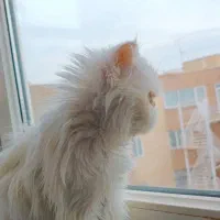 گربه پرشین سوپر فلت