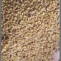 تخم یونجه امسال قد بلندگله بان