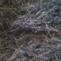 پرس شبدر  چین سوم