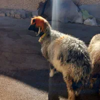 میش بز بره|حیوانات مزرعه|اردل, |دیوار