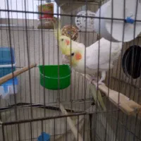 عروس هلندی ۱. ساله شرط تخم جوجه فروش فوری|پرنده|لالی, |دیوار