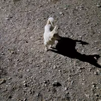 سگ نر|سگ|زالیان, |دیوار