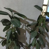 فیکوس بزرگ و سرحال